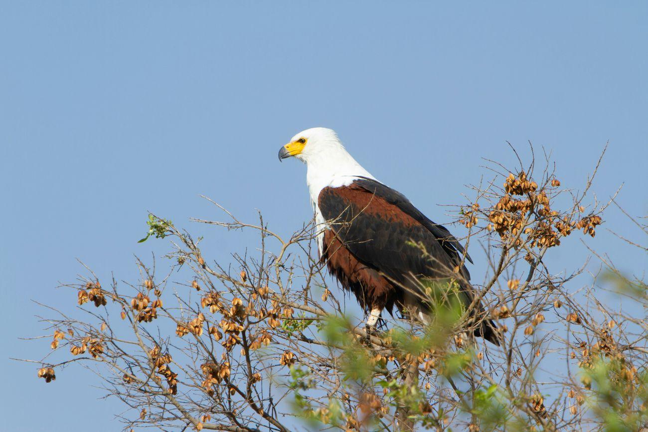 Fish eagle 1