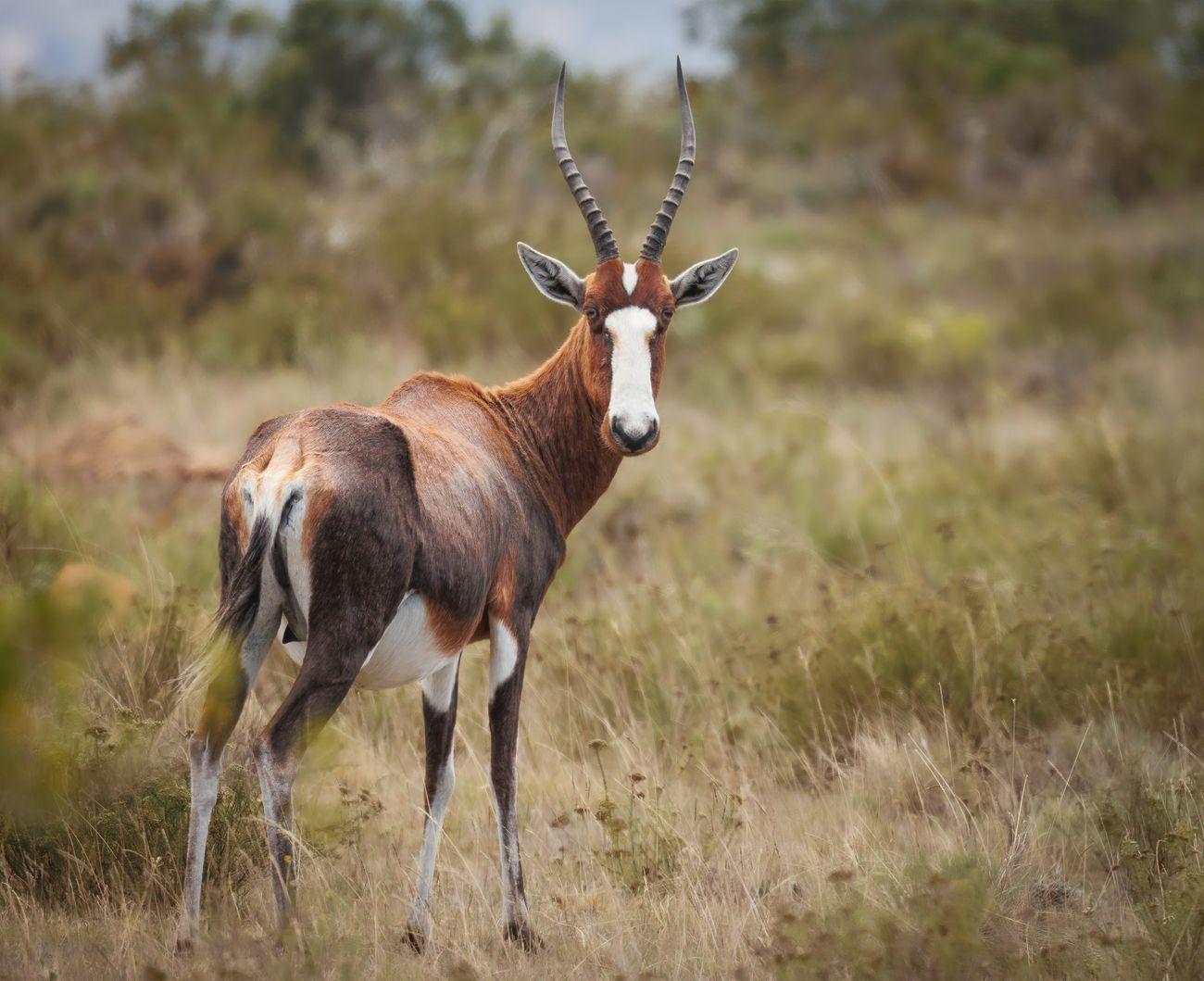 Blesbok south africa