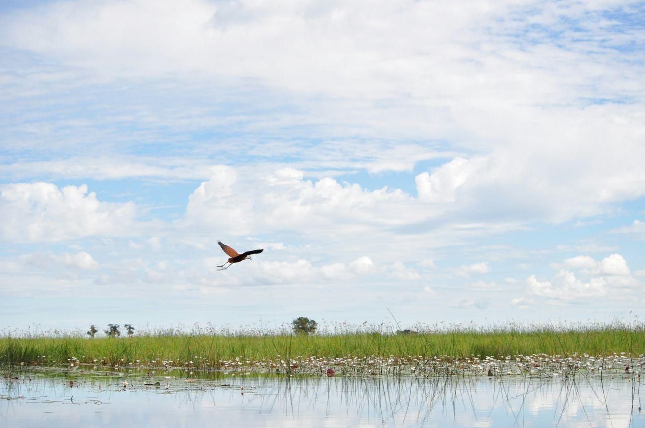 Okavango panhandle botswana birding