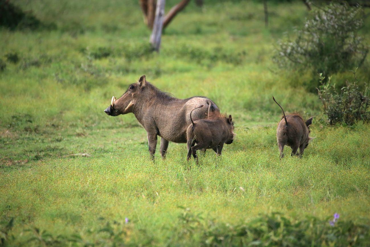 Warthog 1