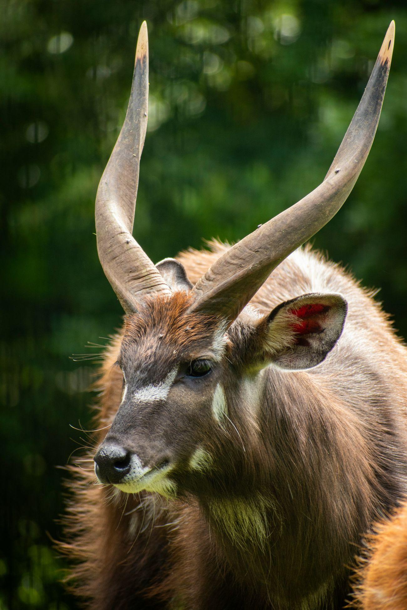 sitatunga okavango panhandle botswana 4