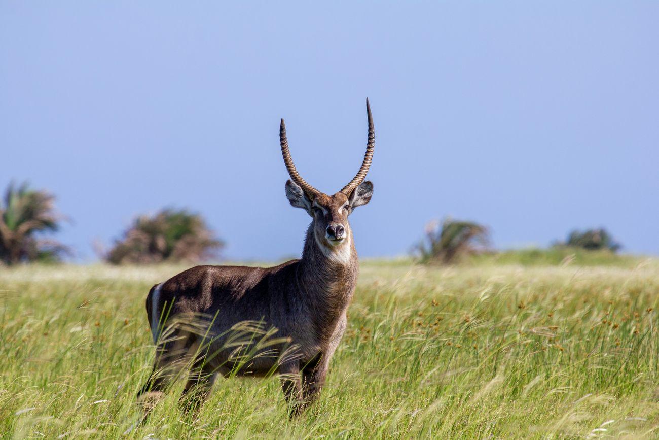 waterbuck south africa 2