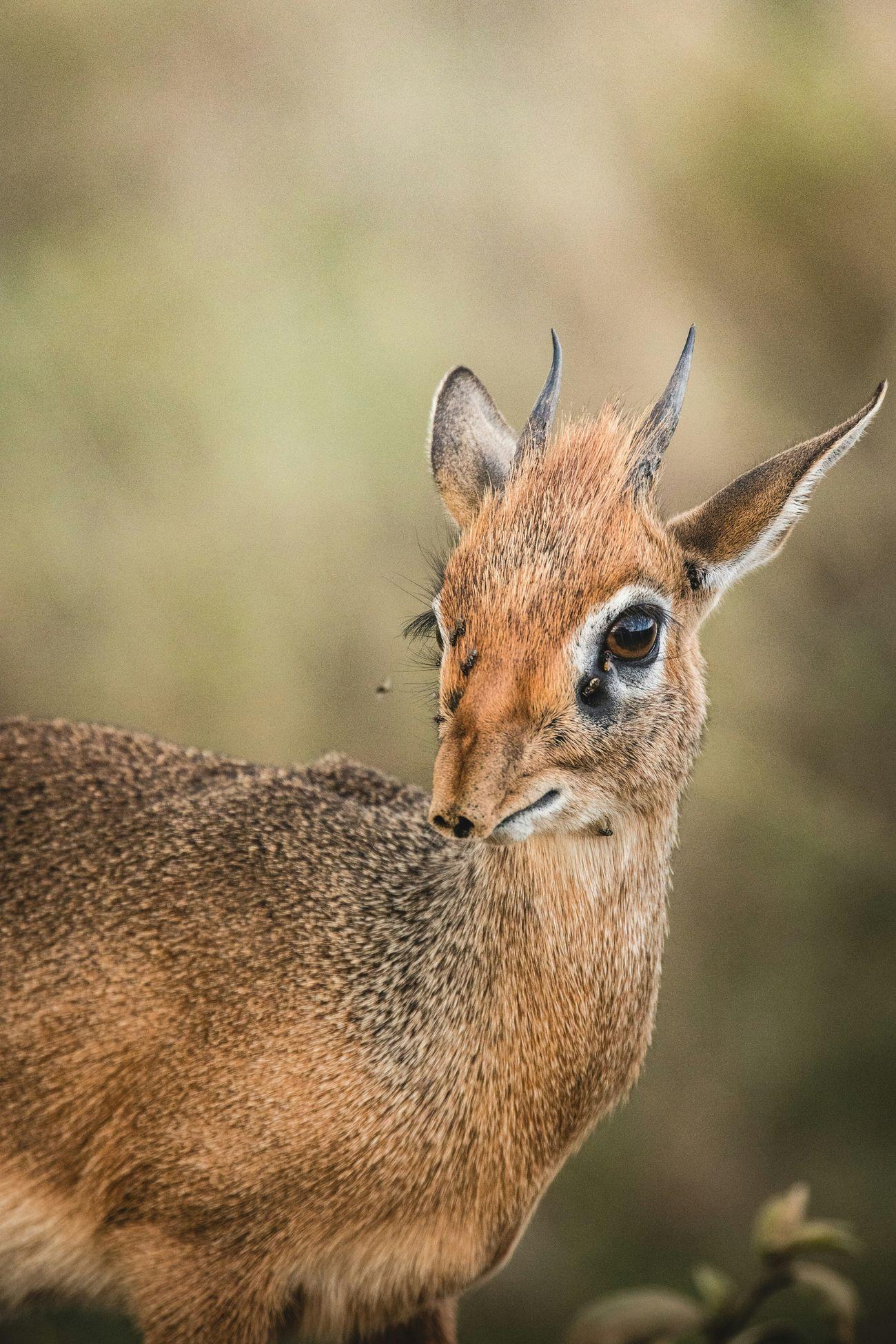 Dik-dik 1