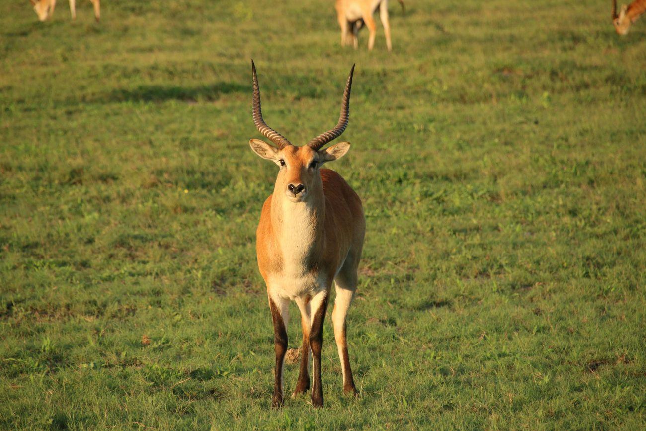 lechwe okavango delta botswana panhandle 9