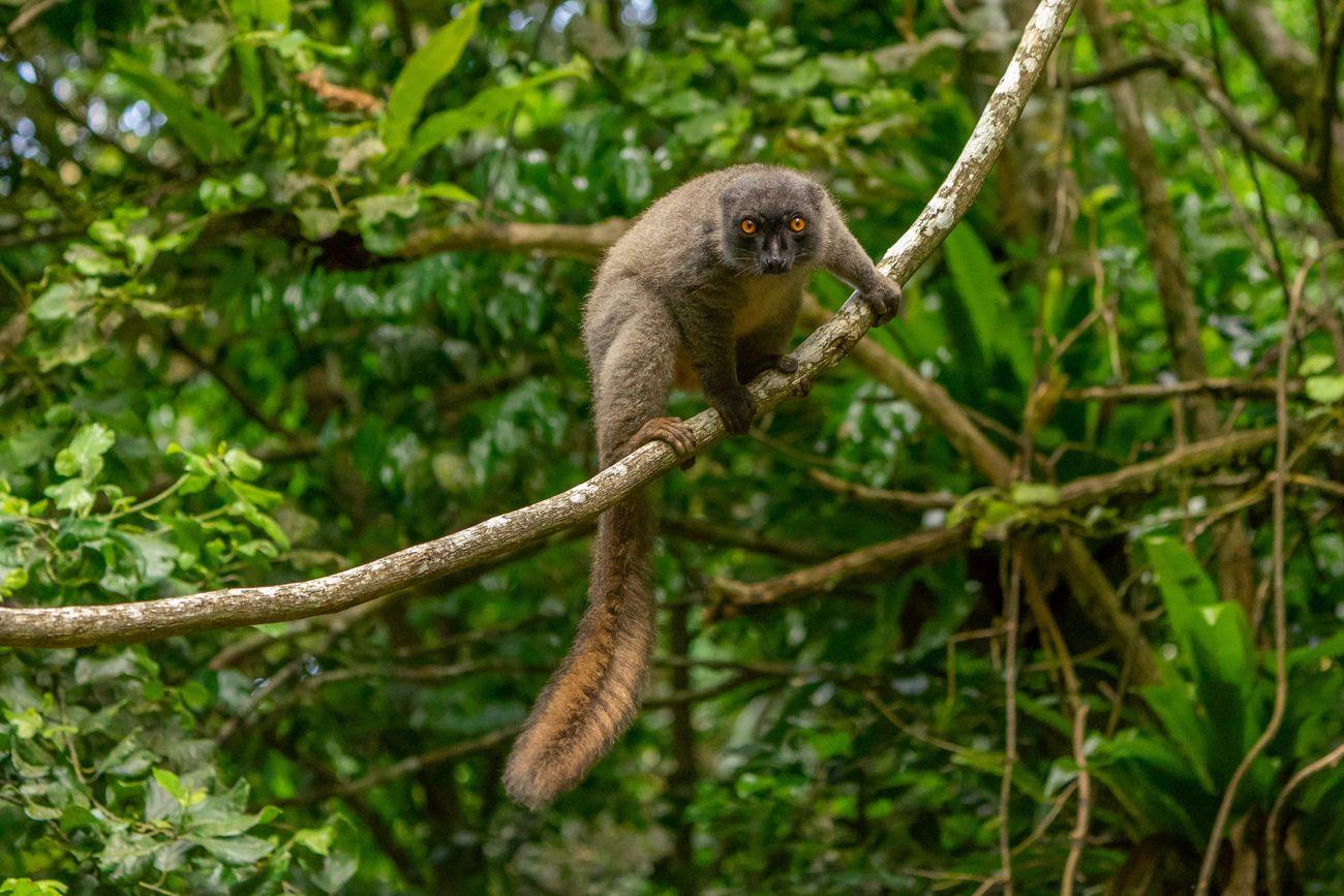 Lemur Madagascar