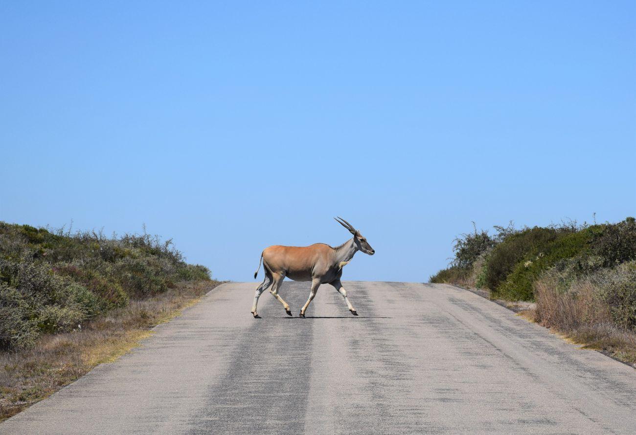 Oryx West Coast national Park