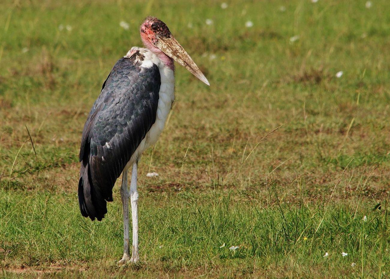 Marabou stork