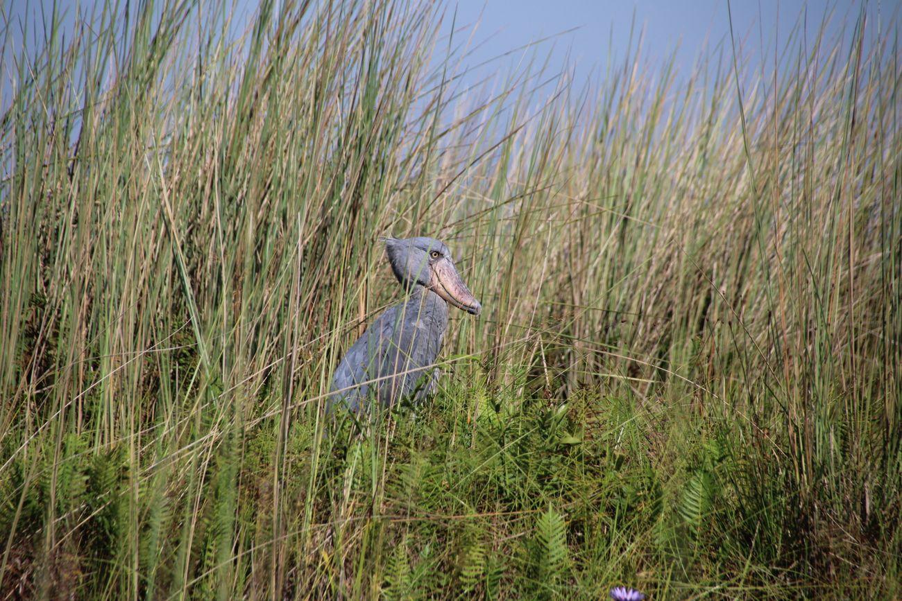 Shoebill