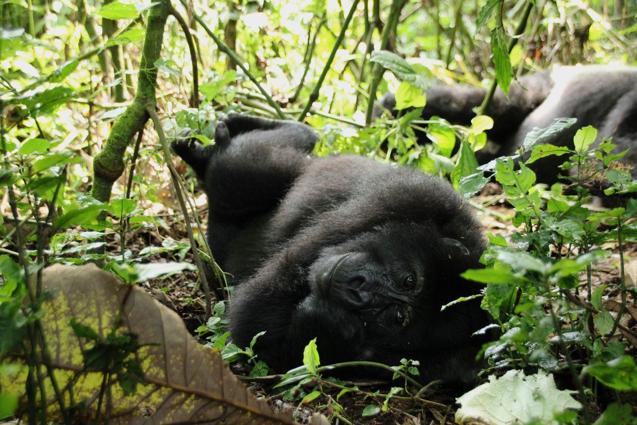 Bwindi National Park