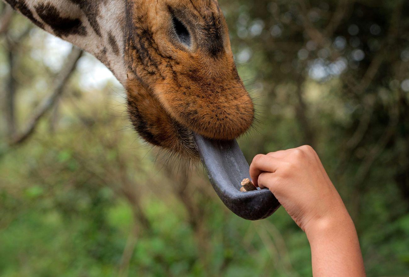 Giraffe Centre