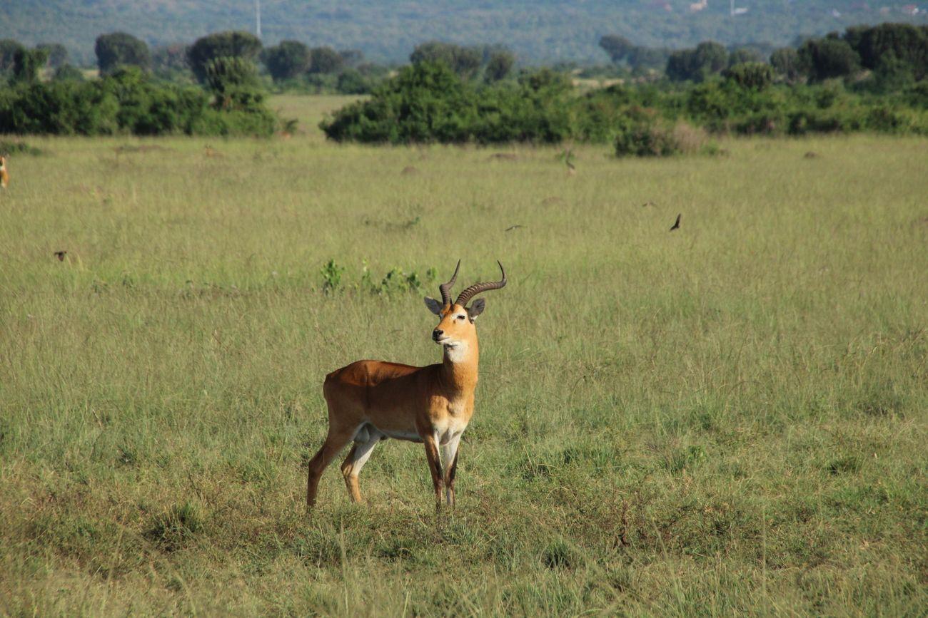 Ugandan kob