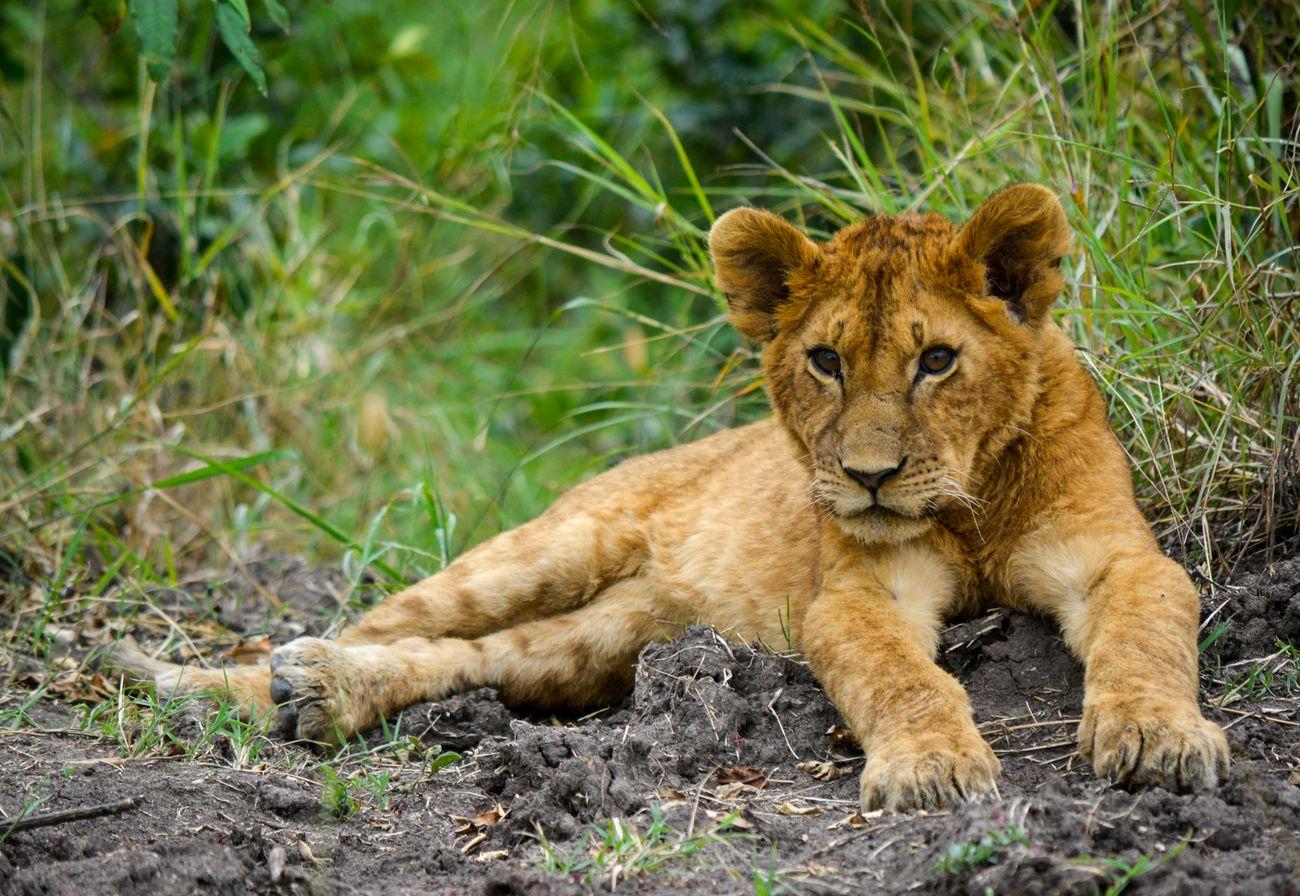 Maasai Mara lion cub