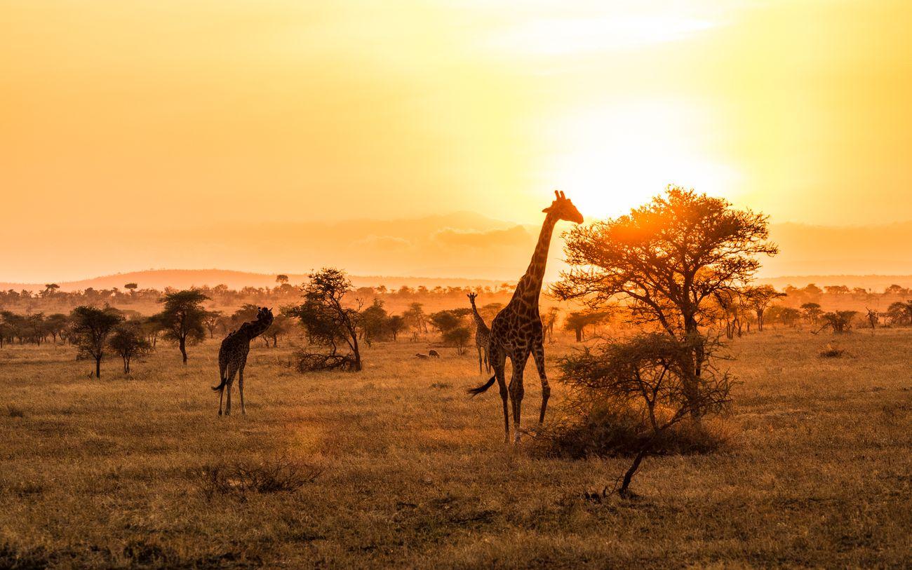 Giraffe before sunrise in Seerengeti national park, Tansania