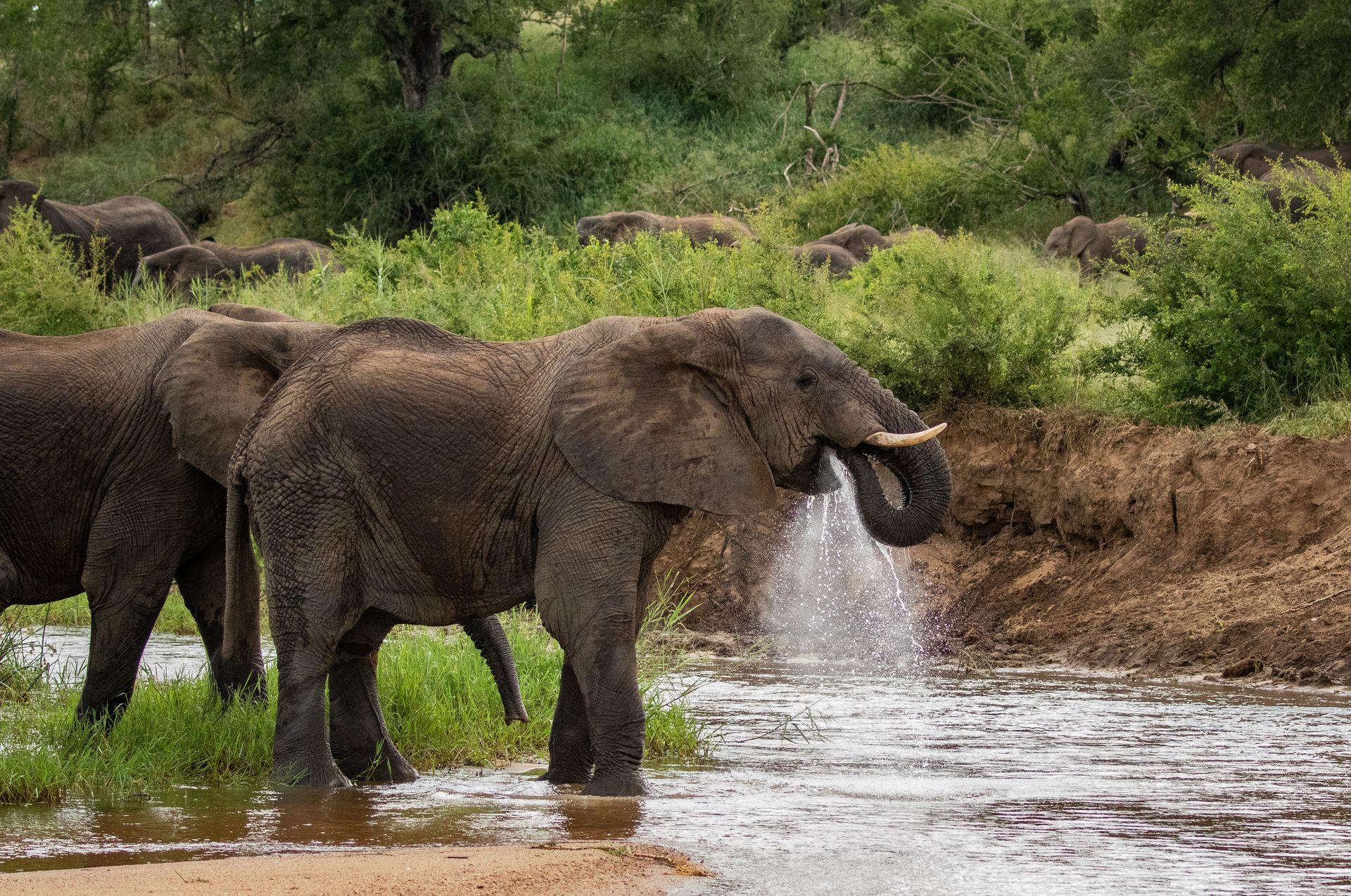 African elephant