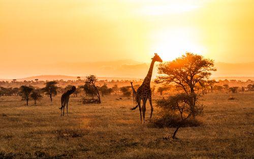 Giraffe before sunrise in Seerengeti national park, Tansania