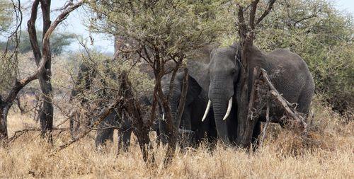 Tarangire elephants