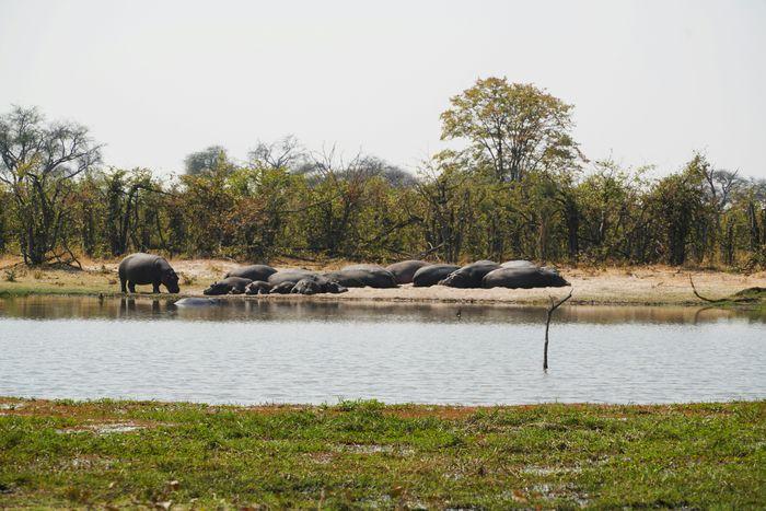 Okavango panhandle botswana