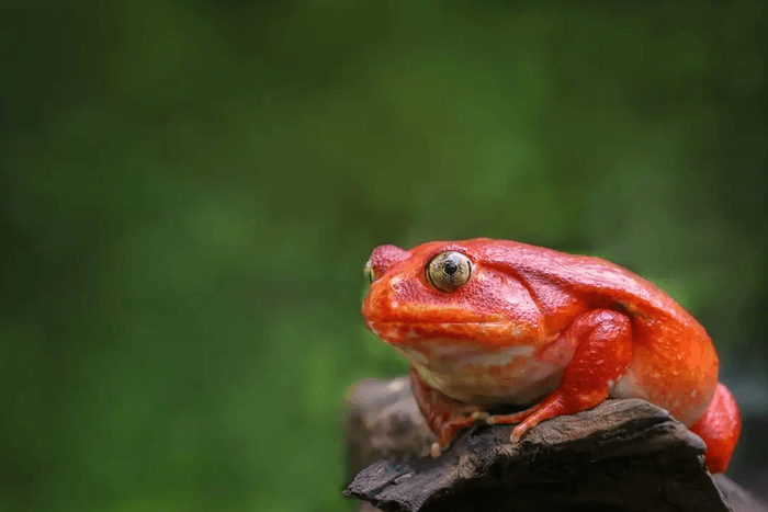 Tomato frog