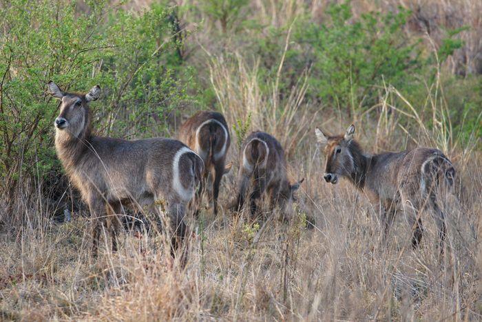 waterbuck south africa