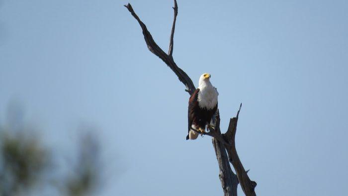 Fish eagle 2