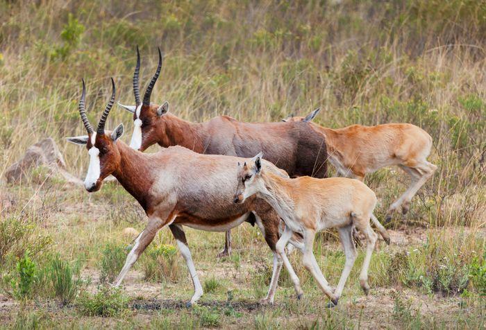 Blesbok south africa 4