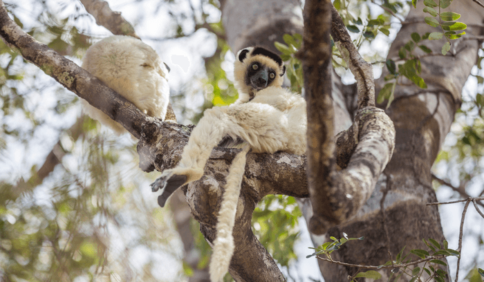 Madagascar nature