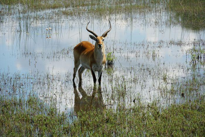 lechwe okavango delta botswana