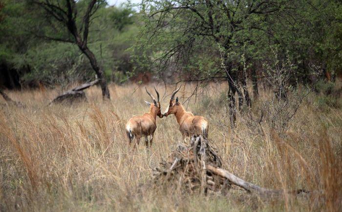 Blesbok south africa 2