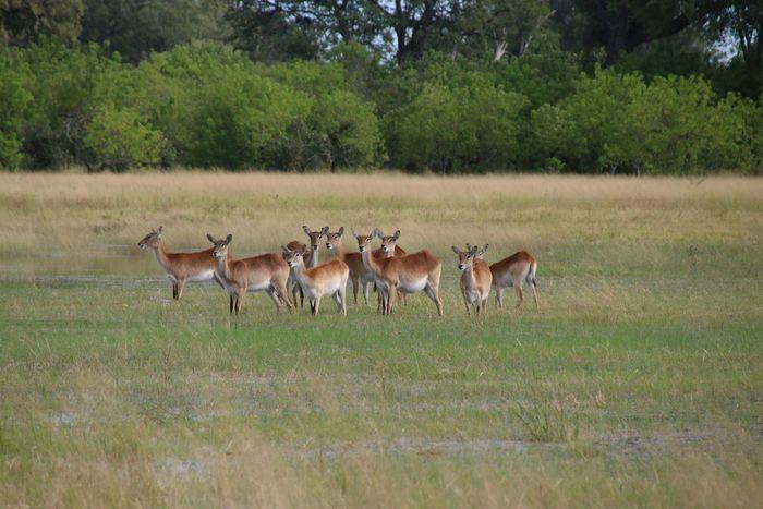 lechwe okavango delta botswana panhandle 1