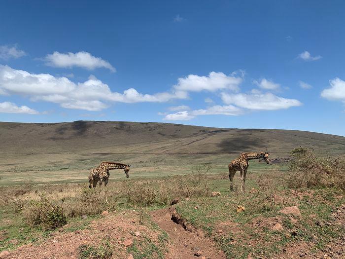 Ngorongoro Tanzania