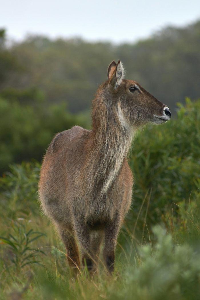 waterbuck south africa 6