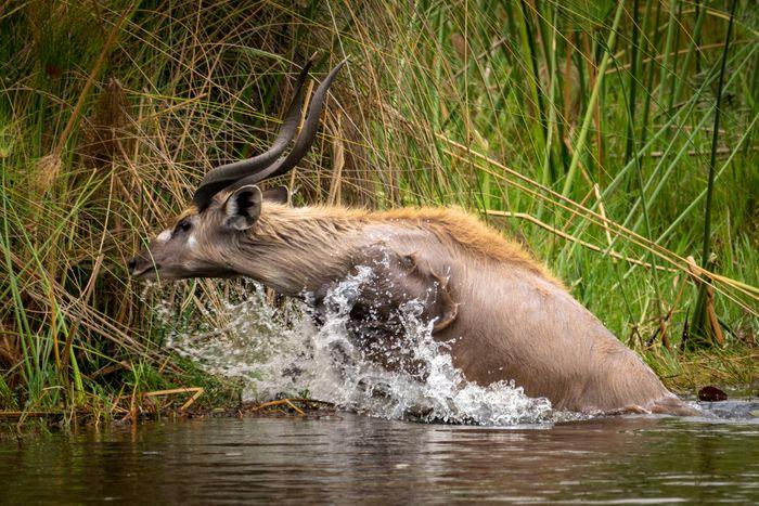 sitatunga okavango panhandle botswana 2