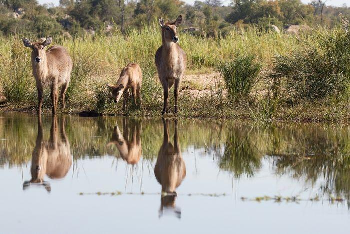 waterbuck south africa 4