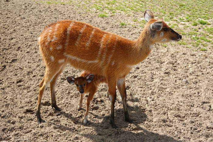 sitatunga okavango panhandle botswana