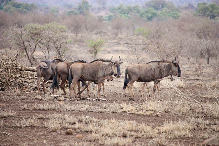 Wildebeest