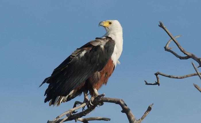 Fish eagle 3