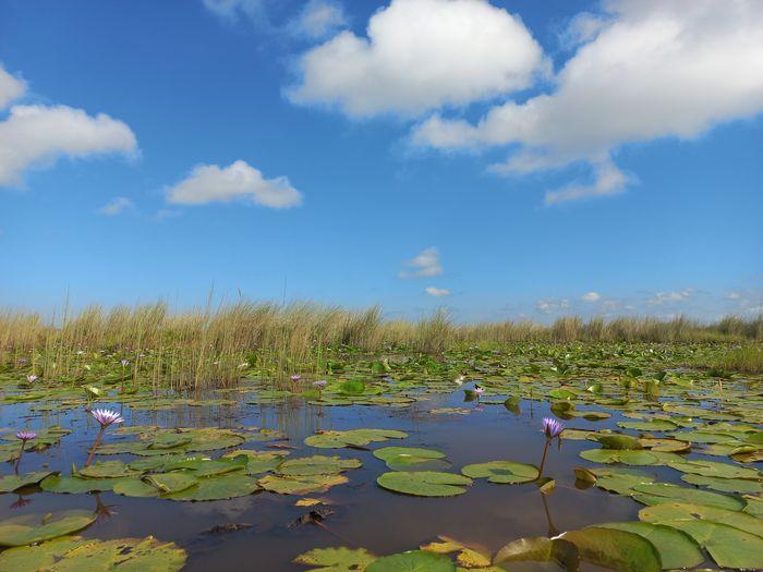 Mabamba swamp