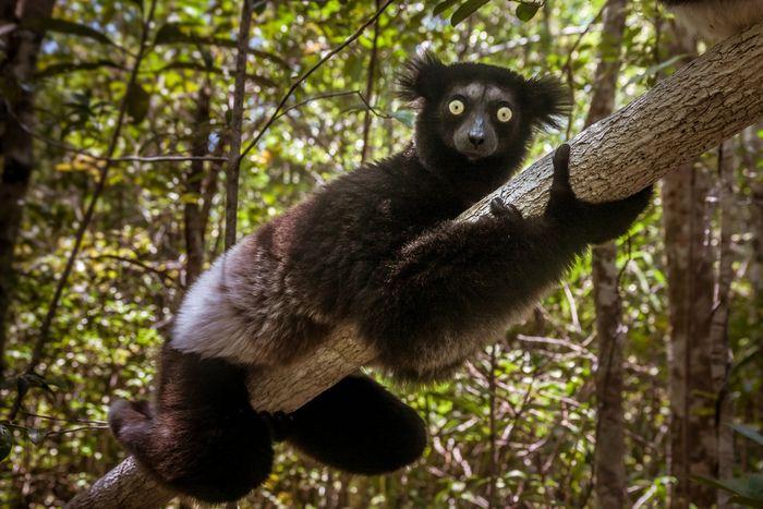 Indri Madagascar