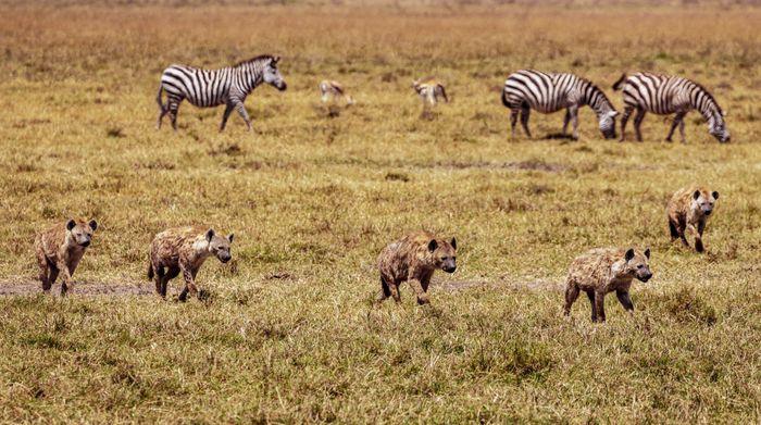 Ngorongoro Tanzania