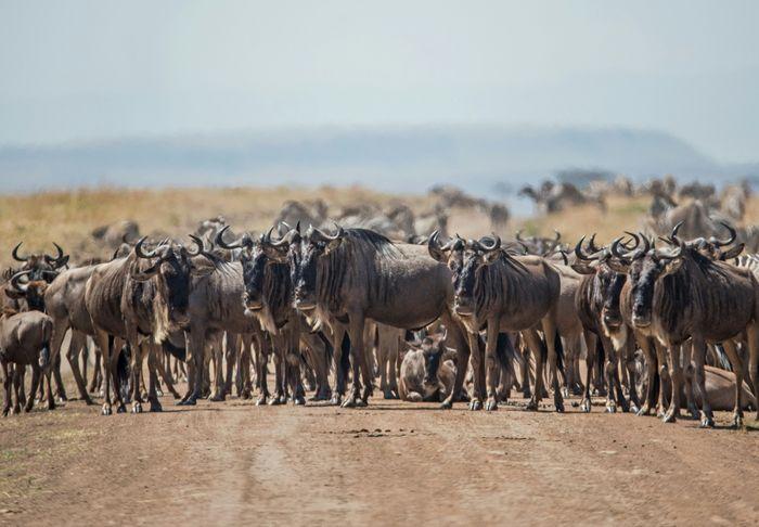 Wildebeest