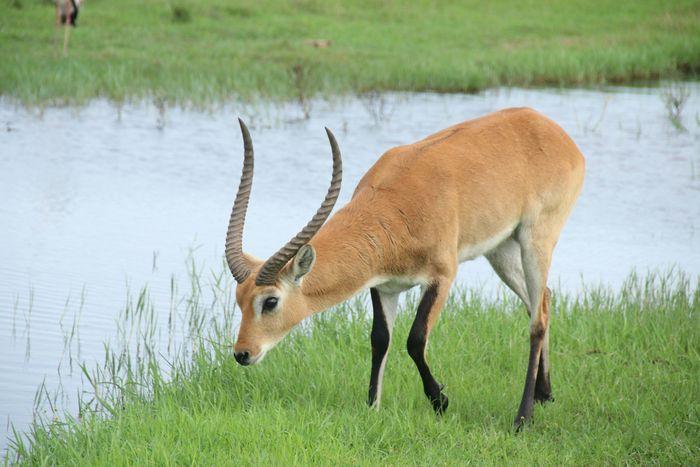 lechwe okavango delta panhandle