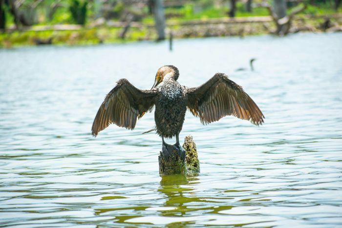 Oloidien Lake Kenya birdwatching