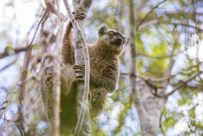 Kirindy National Forest Reserve Madagascar