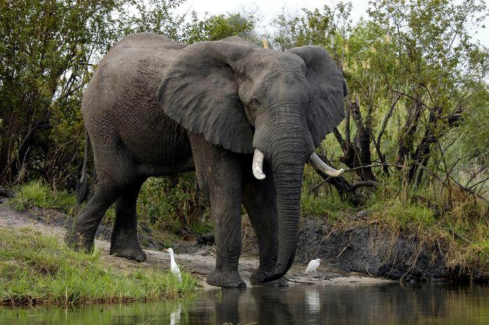 Victoria Falls Zimbabwe