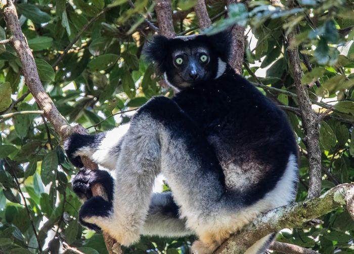 Indri Madagascar