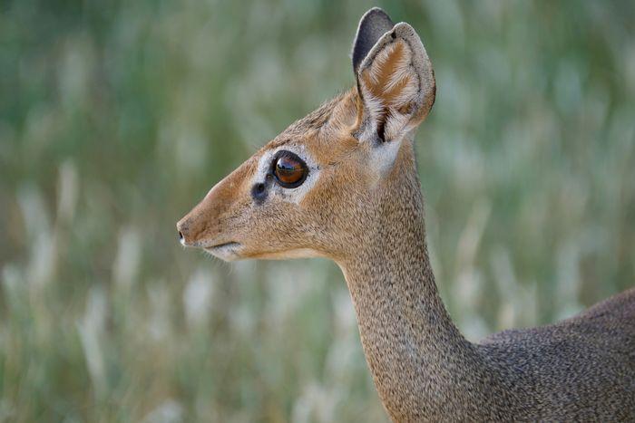 Dik-dik