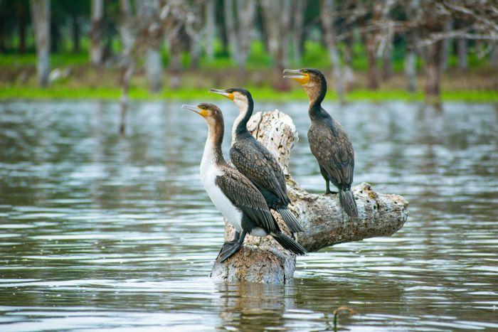 Oloidien Lake Kenya boat safari birdwatching