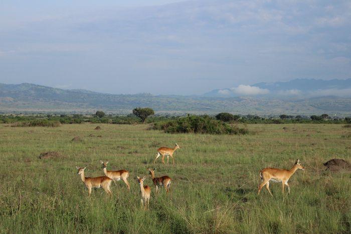 Ugandan kob