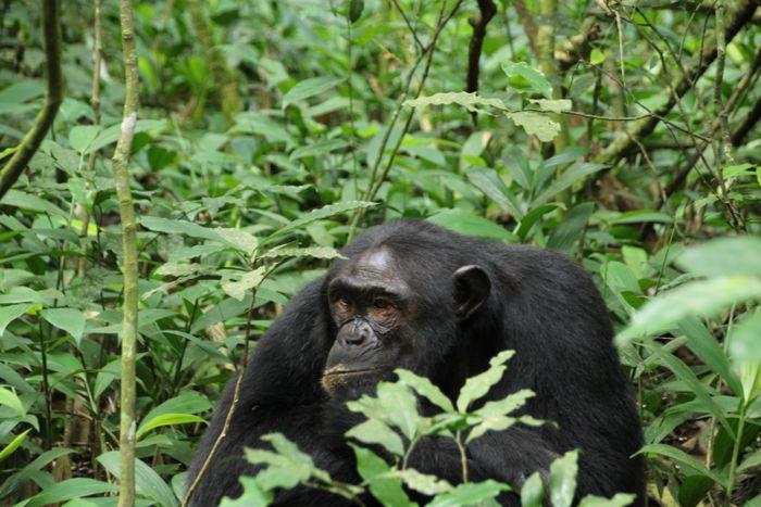 Chimpanzee trekking kibale