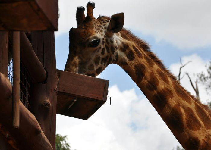 Giraffe Centre Nairobi